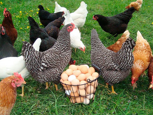 Содержание кур и уход за ними | ЗооТом - продажа, вязка и услуги для животных в Сургуте