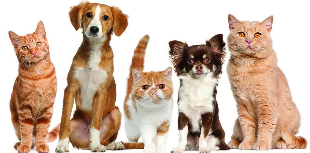 Доска объявлений о животных | ЗооТом - продажа, вязка и услуги для животных в Сургуте