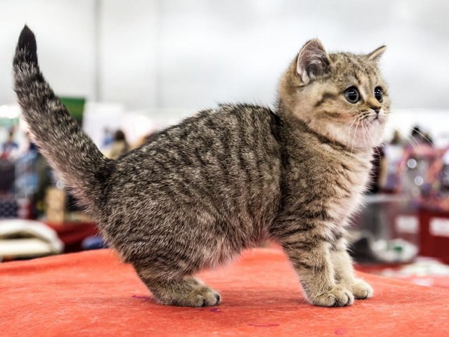 Породы кошек в Сургуте | ЗооТом портал о животных