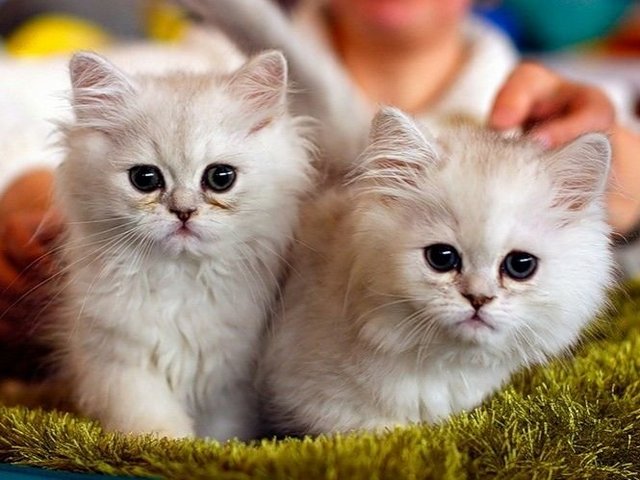 Породы кошек в Сургуте | ЗооТом портал о животных