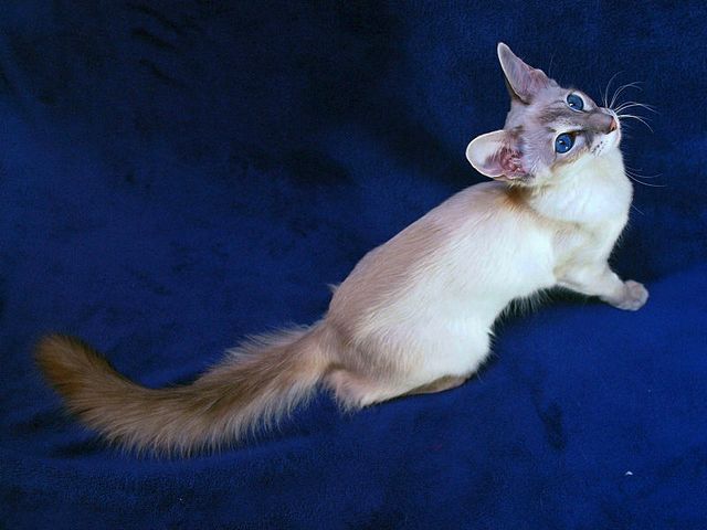Выведенные породы кошек в Сургуте | ЗооТом портал о животных