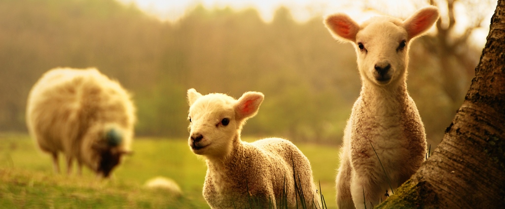 Объявления о сельскохозяйственных животных | ЗооТом - продажа, вязка и услуги для животных в Сургуте