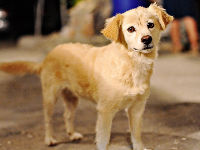 Породы собак в Сургуте | ЗооТом портал о животных
