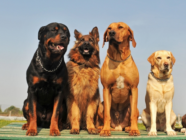 Крупные породы собак в Сургуте | ЗооТом портал о животных