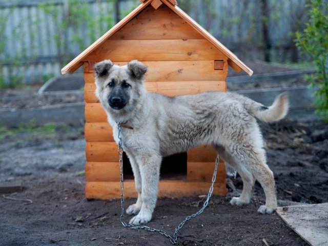 Все о собаках в Сургуте